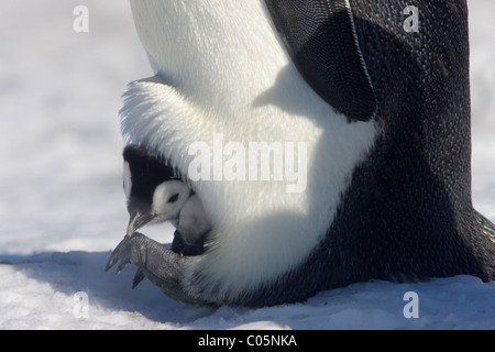 Pinguino imperatore e pulcino, Ottobre, Snow Hill Island, Mare di Weddell, Antartide. Foto Stock