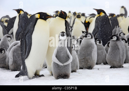 L'imperatore colonia di pinguini con pulcini, Ottobre, Snow Hill Island, Mare di Weddell, Antartide. Foto Stock