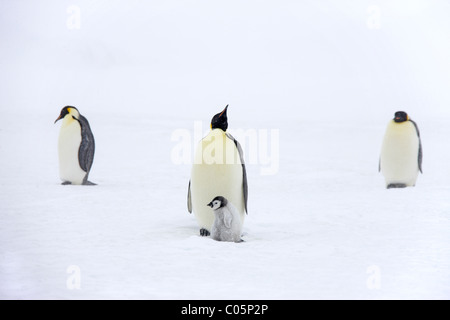 Pinguini imperatore con pulcino, Ottobre, Snow Hill Island, Mare di Weddell, Antartide. Foto Stock