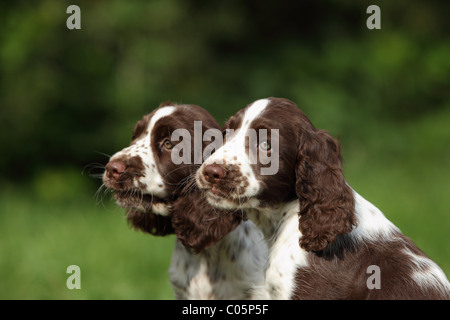 English Springer Spaniel cuccioli Foto Stock