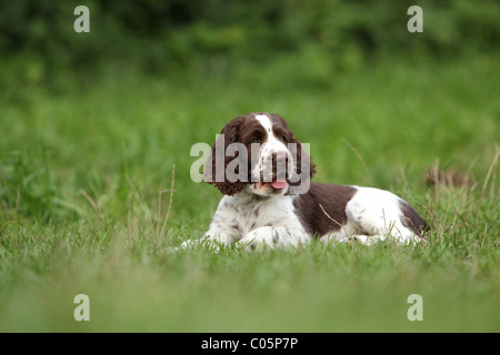 English Springer Spaniel cucciolo Foto Stock