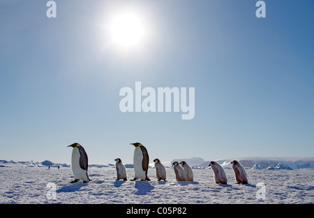 Pinguini imperatore e pulcini, Ottobre, Snow Hill Island, Mare di Weddell, Antartide. Foto Stock