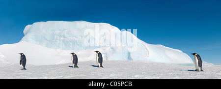 Pinguini imperatore camminando sul mare di ghiaccio, Ottobre, Snow Hill Island, Mare di Weddell, Antartide. Foto Stock