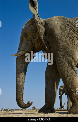 Elefante da basso angolo, il Parco Nazionale di Etosha, Namibia. Foto Stock