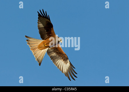 Nibbio reale in volo Foto Stock