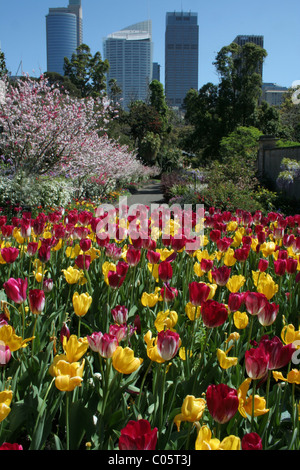 I tulipani in piena fioritura nel Royal Botanic Gardens di Sydney, Nuovo Galles del Sud, Australia. Foto Stock