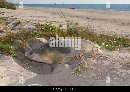 Flatback australiano sea turtle hatchling ( Natator depressus ) crawl giù la spiaggia di nidificazione di ocean, Australia Foto Stock