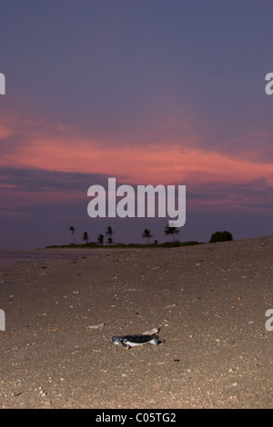 Flatback australiano sea turtle hatchling ( Natator depressus ) crawl giù la spiaggia di nidificazione di ocean, Australia Foto Stock