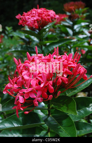 Rosa fiori di Plumeria, Waimea Valley, Oahu Hawaii. Foto Stock