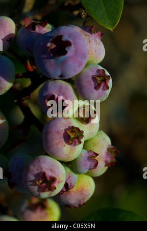 Primo piano immagine di alcuni mirtilli ancora sulla vite Foto Stock