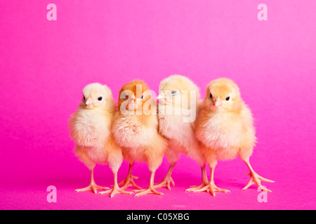 Pasqua polli su sfondo rosa Foto Stock