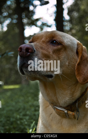 Giallo Labrador Retriever Foto Stock