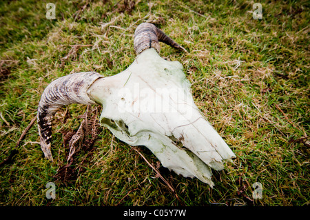 Pecore / rams teschio sul Dartmoor Foto Stock