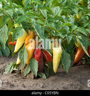Campo peperoni maturano nel campo. Cluster di vivacemente colorato peperoni maturano sulle piante. Foto Stock