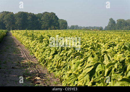 Strada del tabacco. Una strada di accesso tra le righe di ripe le piante di tabacco in Southern Ontario. Contea di Norfolk, Ontario, Canada Foto Stock