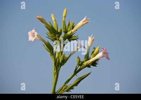 Fiori di tabacco contro un cielo blu. Fiori di colore rosa della pianta di tabacco brillare nel sole del tardo pomeriggio. Foto Stock