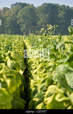 Riga di tabacco. Una fila di piante di tabacco maturazione nel sole del tardo pomeriggio. Woodlot in background. Alcune piante sono untopped Foto Stock