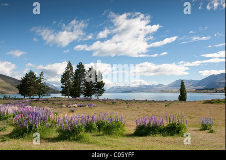 Lupini selvatici sulla riva del Lago Tekapo, Isola del Sud, Nuova Zelanda Foto Stock