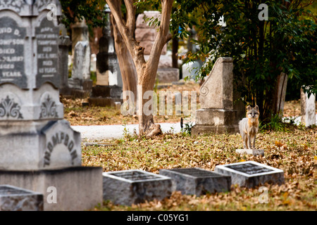 Fox tra lapidi e grave marker in una città di Dallas cimitero. Foto Stock