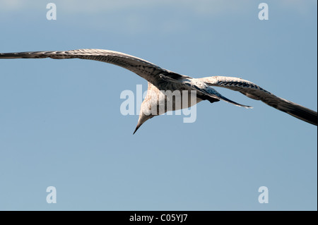 Seagull battenti isolato su un blu Foto Stock