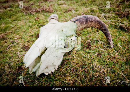 Pecore / rams teschio sul Dartmoor Foto Stock