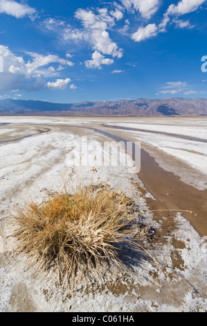 Salt Creek, Cottonball bacino, Cottonball marsh, nei pressi di Furnace Creek, il Parco Nazionale della Valle della Morte, CALIFORNIA, STATI UNITI D'AMERICA Foto Stock
