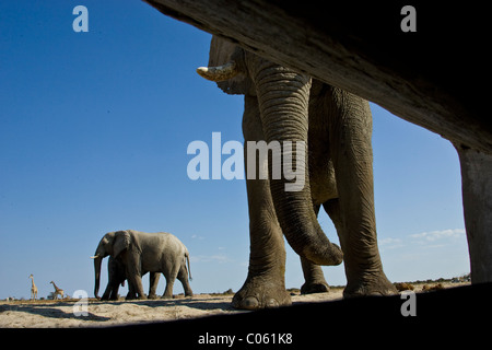 Gli elefanti fotografato dall'interno nascondere, il Parco Nazionale di Etosha, Namibia. Foto Stock