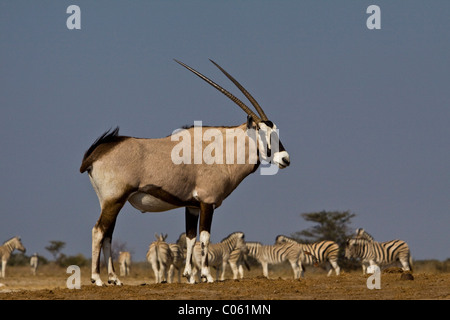 Gemsbok, il Parco Nazionale di Etosha, Namibia. Foto Stock