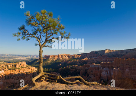 Agile, pino Pinus flexilis in corrispondenza del bordo di Bryce anfiteatro punto Sunrise, Parco Nazionale di Bryce Canyon, Utah, Stati Uniti d'America Foto Stock