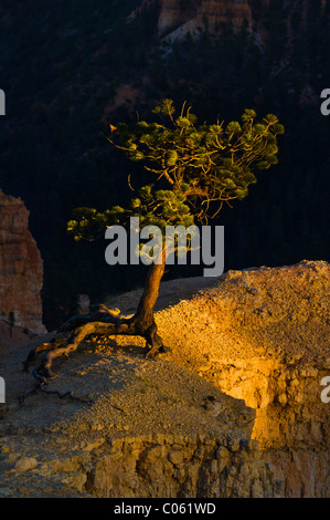 Poco profonda radicata pino, agile, pino Pinus flexilis, in corrispondenza del bordo di Bryce anfiteatro, parco nazionale di Bryce Canyon, Utah, Stati Uniti d'America Foto Stock