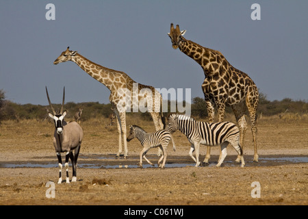 La giraffa, gemsbok e Zebra a Waterhole, il Parco Nazionale di Etosha, Namibia. Foto Stock