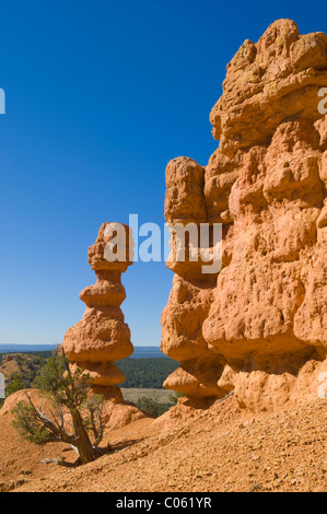 Calcare roccia sedimentaria tubo di formazione Claron, Rosa cenge Trail, Rosso Canyon dello Utah, Stati Uniti d'America Foto Stock