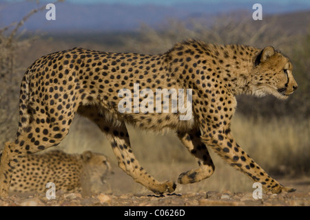 Cheetah correndo lentamente, Khomas Hochland, Namibia Foto Stock