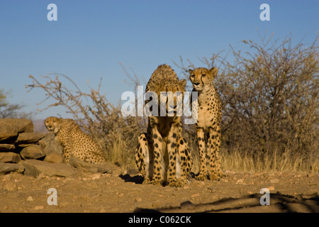 Tre ghepardi, Khomas Hochland, Namibia Foto Stock