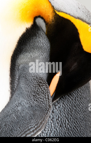 Pinguino reale preening, Salisbury Plain, Georgia del Sud Atlantico. Foto Stock