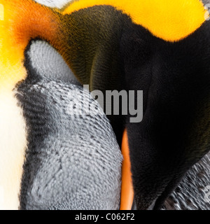 Pinguino reale preening, Salisbury Plain, Georgia del Sud Atlantico. Foto Stock