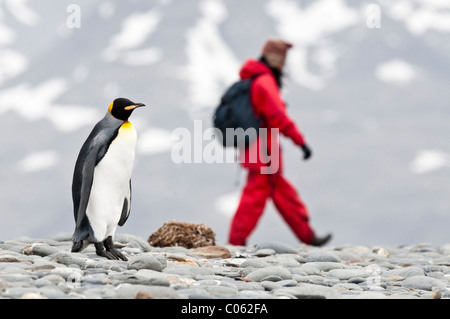 Pinguino reale con i turisti sulla spiaggia di Salisbury Plain, Georgia del Sud Atlantico Foto Stock