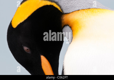 Pinguino reale preening. Salisbury Plain, Georgia del Sud Atlantico. Foto Stock