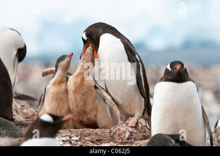 Pinguino Gentoo (Pygoscelis papua) alimentazione chick. De Cuverville Island, l'Antartide. Foto Stock