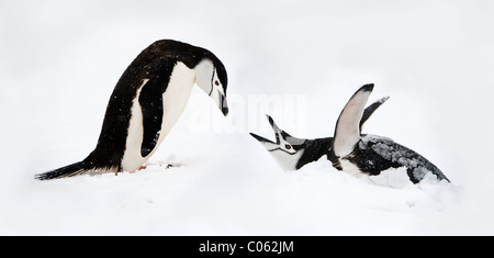 Sottogola Penguin visualizzazione, Half-Moon isola, a sud le isole Shetland, Antartide. Foto Stock