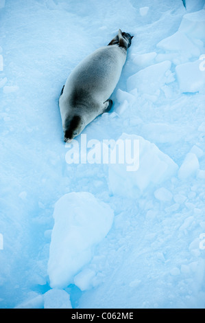 Crab-eater guarnizione (Lobodon carcinophaga) su ghiaccio floe. Vernadsky, Penisola Antartica, Antartide. Foto Stock