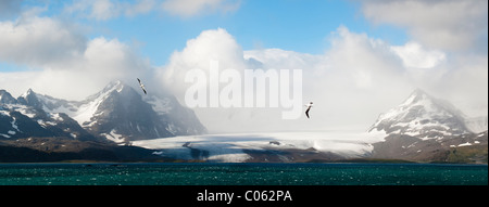 Albatro errante volando sopra la Baia delle Isole con Salisbury Plain ghiacciaio in background. Georgia del sud, sud Atlantico. Foto Stock