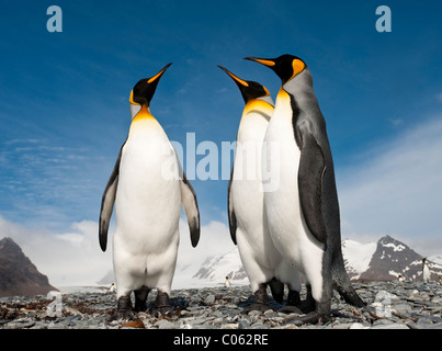 Re pinguini sulla spiaggia a Salisbury Plain, Georgia del Sud Atlantico. Foto Stock