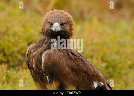 Golden Eagle sul pendio di una collina vicino a Loughborough, Leicestershire in Inghilterra Foto Stock