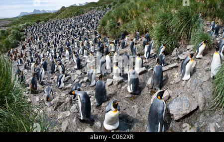 Pinguino reale colonia di allevamento, Salisbury Plain, Georgia del Sud Atlantico. Foto Stock