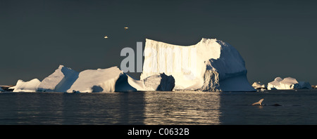 Kelp gabbiani sorvolano iceberg presso sunrise, con Humpback Whale, Vernadsky, Antartide Foto Stock