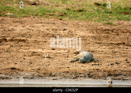 Coccodrillo del Nilo sulla riva del canale Kazinga nel Parco Nazionale Queen Elizabeth, Uganda occidentale Foto Stock