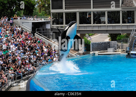Addestrato Orca o balena killer (Orcinus orca), Shamu Stadium, il SeaWorld di San Diego, California, Stati Uniti d'America Foto Stock