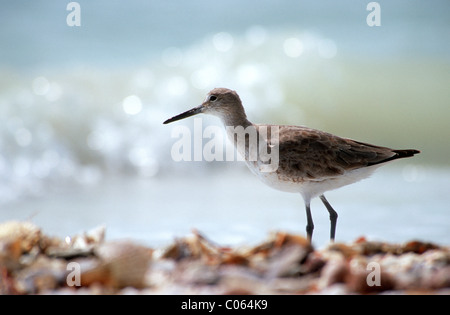 Willet (Catoptrophorus semipalmatus) Foto Stock