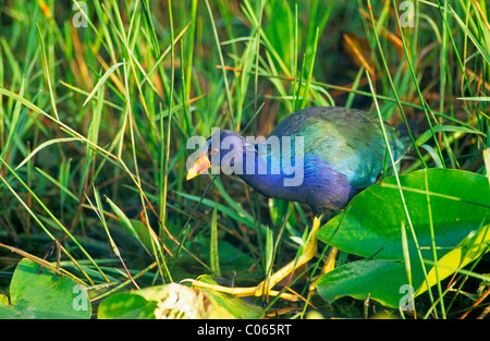 American Pollo Sultano (Porphyrula Martinica) Foto Stock